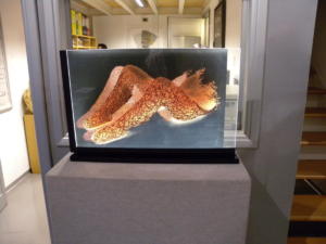 Anna’s Crossing - Galleria Vecchiato Art Gallery - Padua - 2011